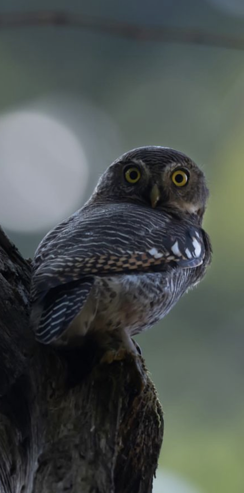 Responsible Birding Expedition – Chitwan | 2 Nights & 3 Days